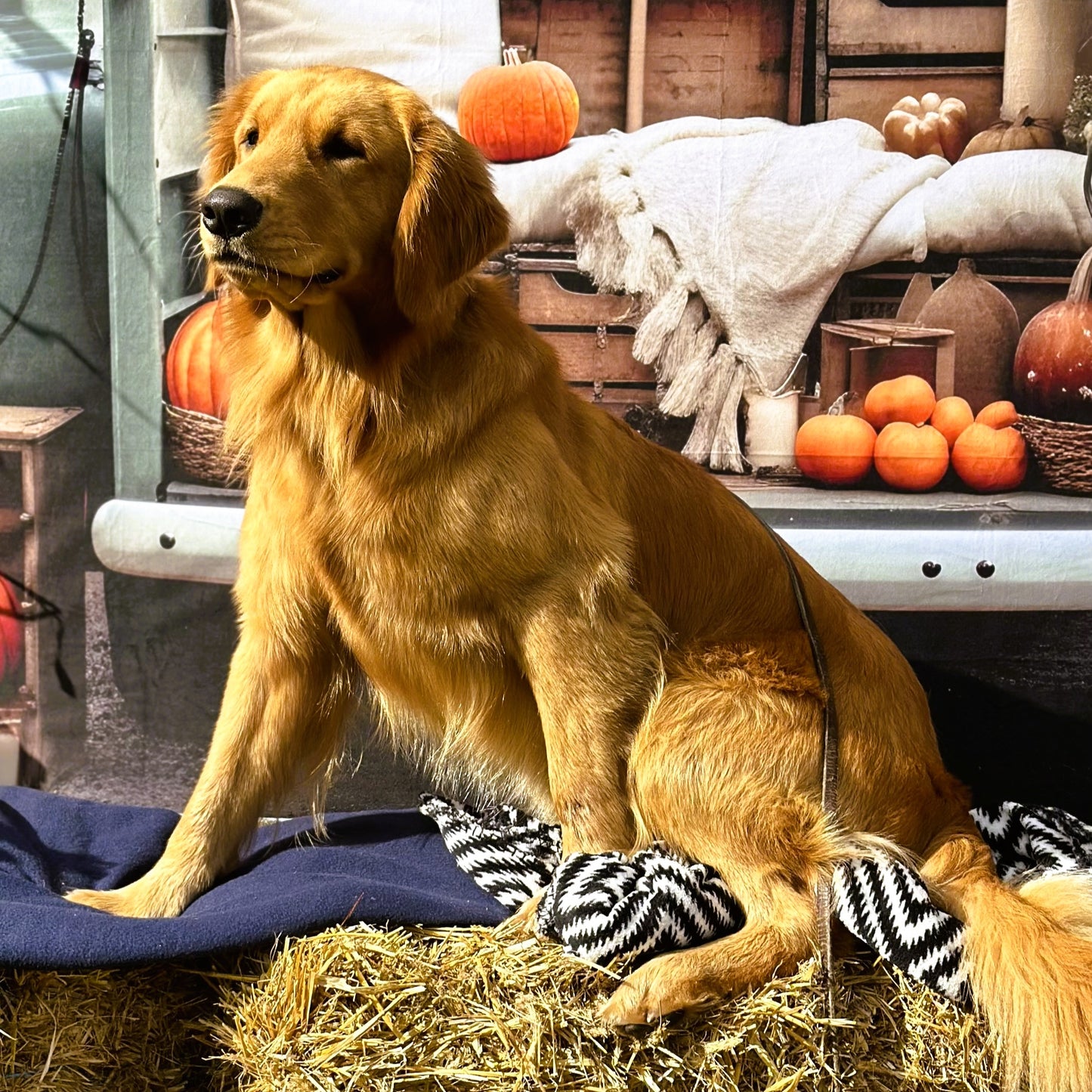 Golden retriever sitting on hay with pumpkins and a truck in the background