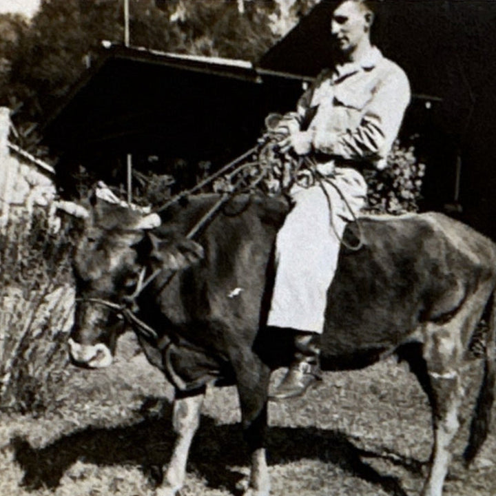 Black and white photo of a young man riding a cow with a halter.