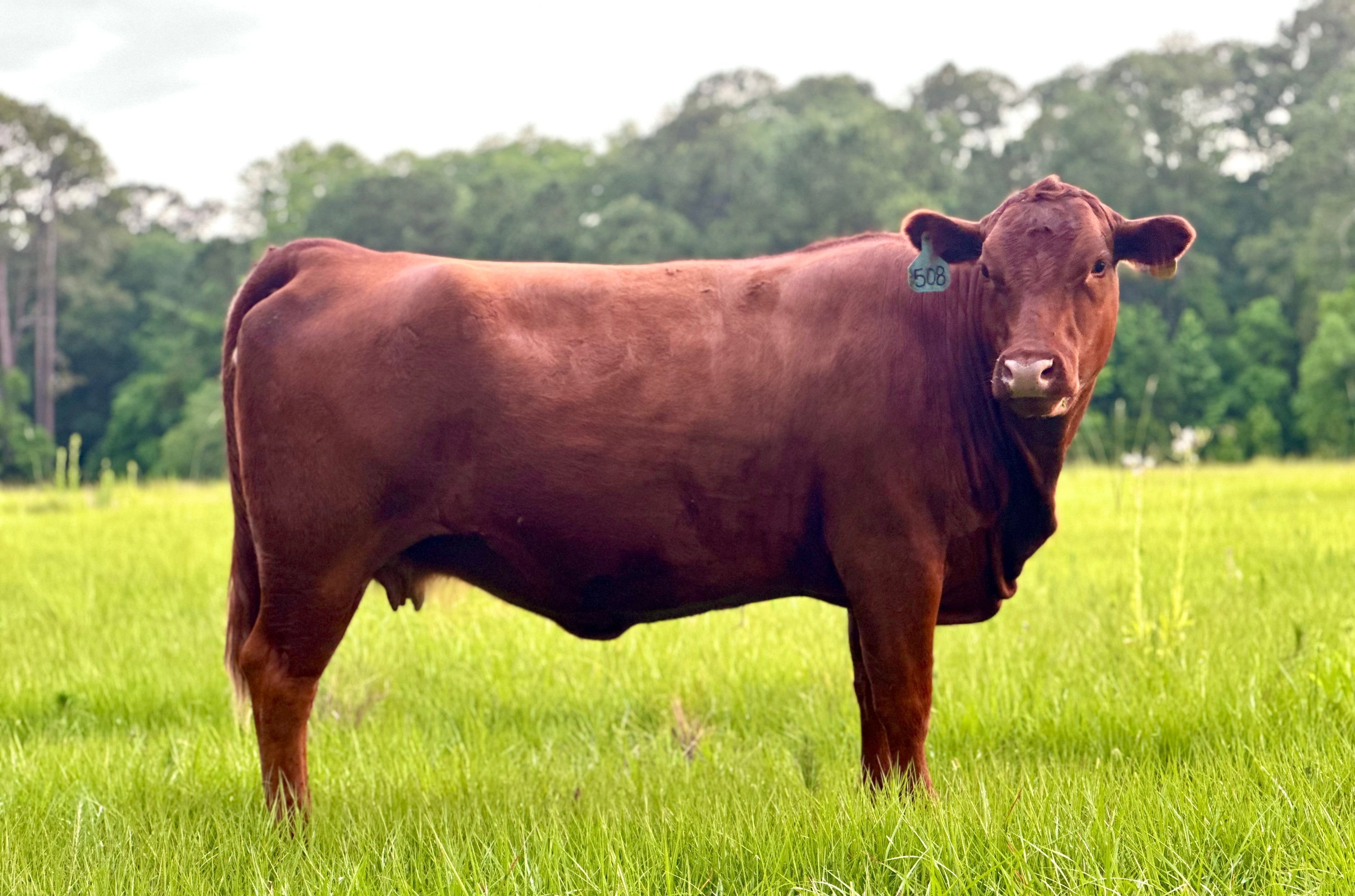 Brown cow standing profile in a grassy field with trees in the background and looking past the camera